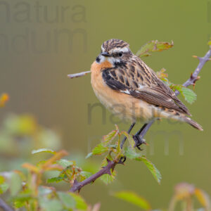 Photos of Whinchat (Saxicola rubetra)