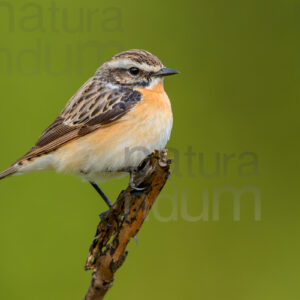 Foto di Stiaccino (Saxicola rubetra)