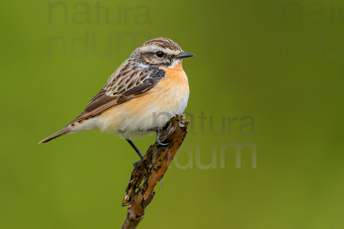 Foto di Stiaccino (Saxicola rubetra)