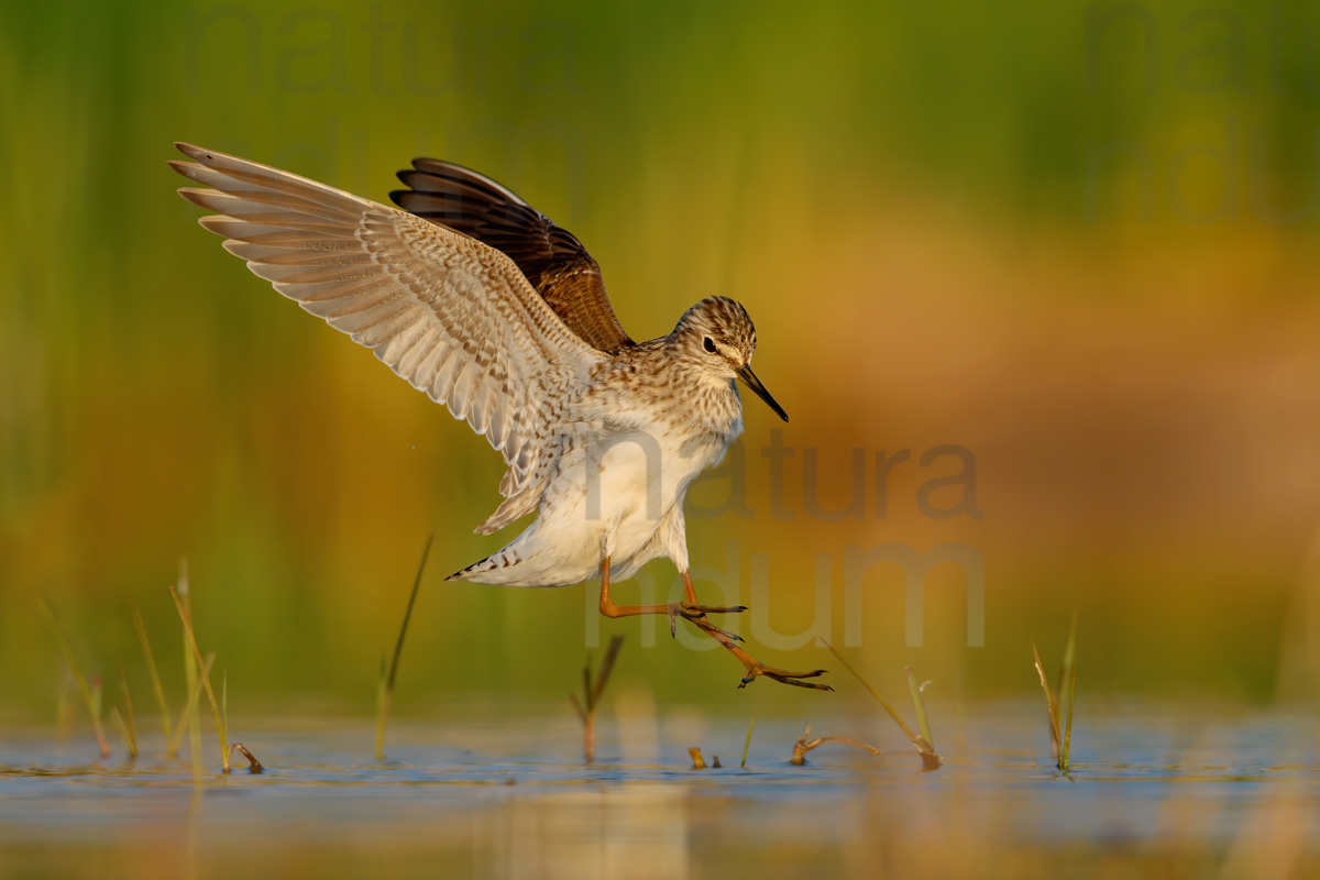 Foto di Piro piro boschereccio (Tringa glareola)