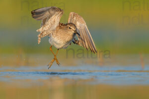 Photos of Wood Sandpiper (Tringa glareola)