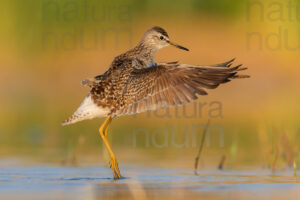 Photos of Wood Sandpiper (Tringa glareola)