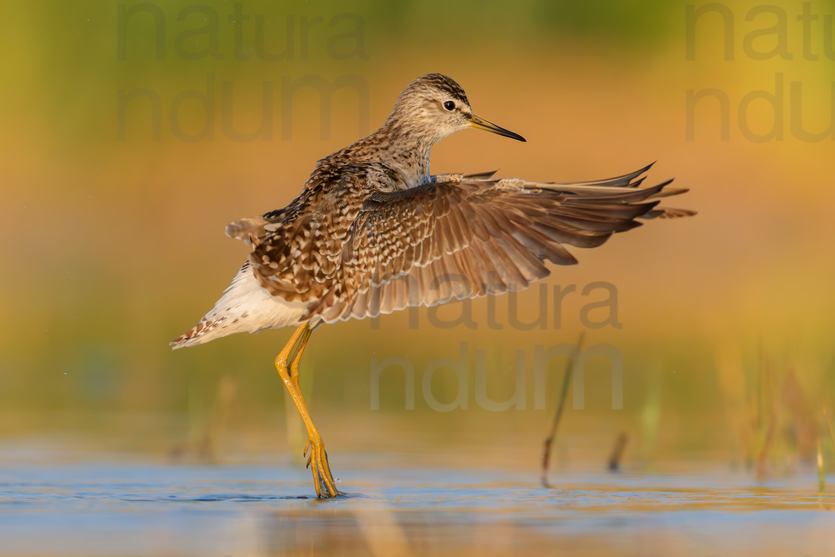 Photos of Wood Sandpiper (Tringa glareola)