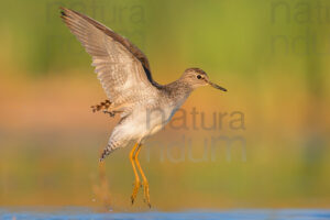 Photos of Wood Sandpiper (Tringa glareola)