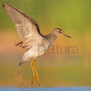 Photos of Wood Sandpiper (Tringa glareola)