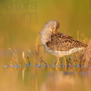 Photos of Wood Sandpiper (Tringa glareola)