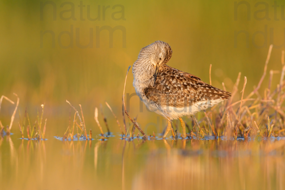 Photos of Wood Sandpiper (Tringa glareola)