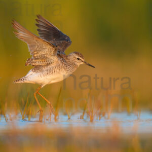 Photos of Wood Sandpiper (Tringa glareola)