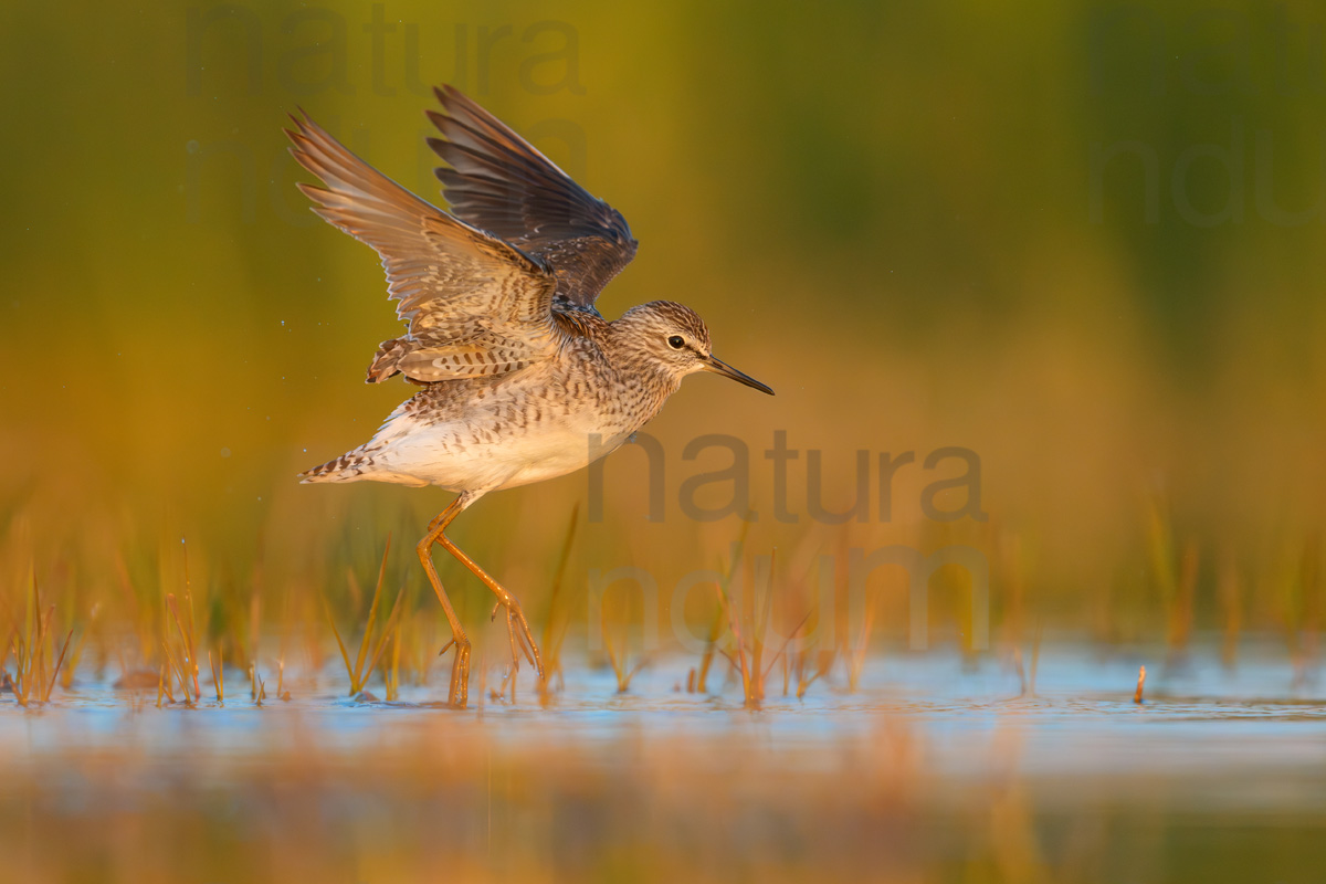 Photos of Wood Sandpiper (Tringa glareola)