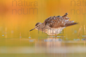 Photos of Wood Sandpiper (Tringa glareola)