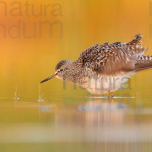 Photos of Wood Sandpiper (Tringa glareola)