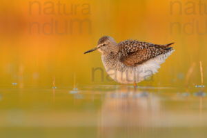 Photos of Wood Sandpiper (Tringa glareola)