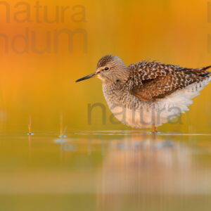 Photos of Wood Sandpiper (Tringa glareola)