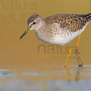 Photos of Wood Sandpiper (Tringa glareola)