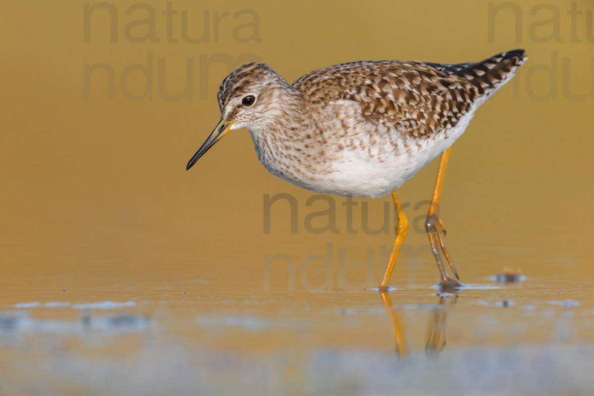 Photos of Wood Sandpiper (Tringa glareola)