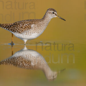 Photos of Wood Sandpiper (Tringa glareola)