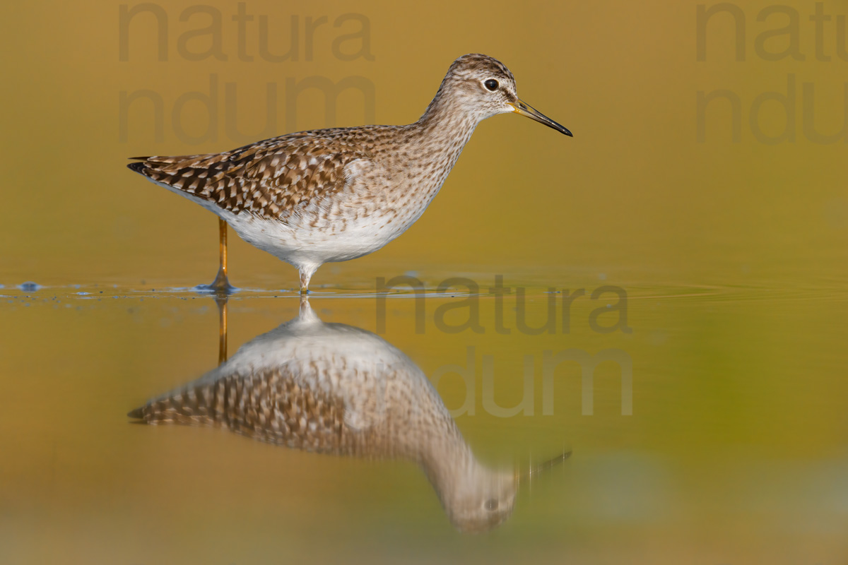 Foto di Piro piro boschereccio (Tringa glareola)