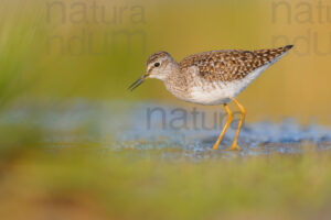 Photos of Wood Sandpiper (Tringa glareola)