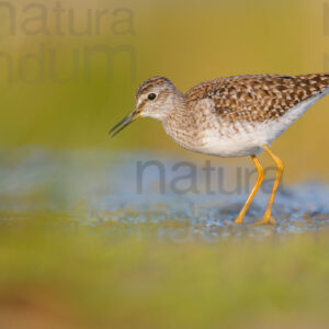 Photos of Wood Sandpiper (Tringa glareola)