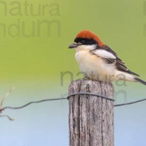 Photos of Woodchat Shrike (Lanius senator)