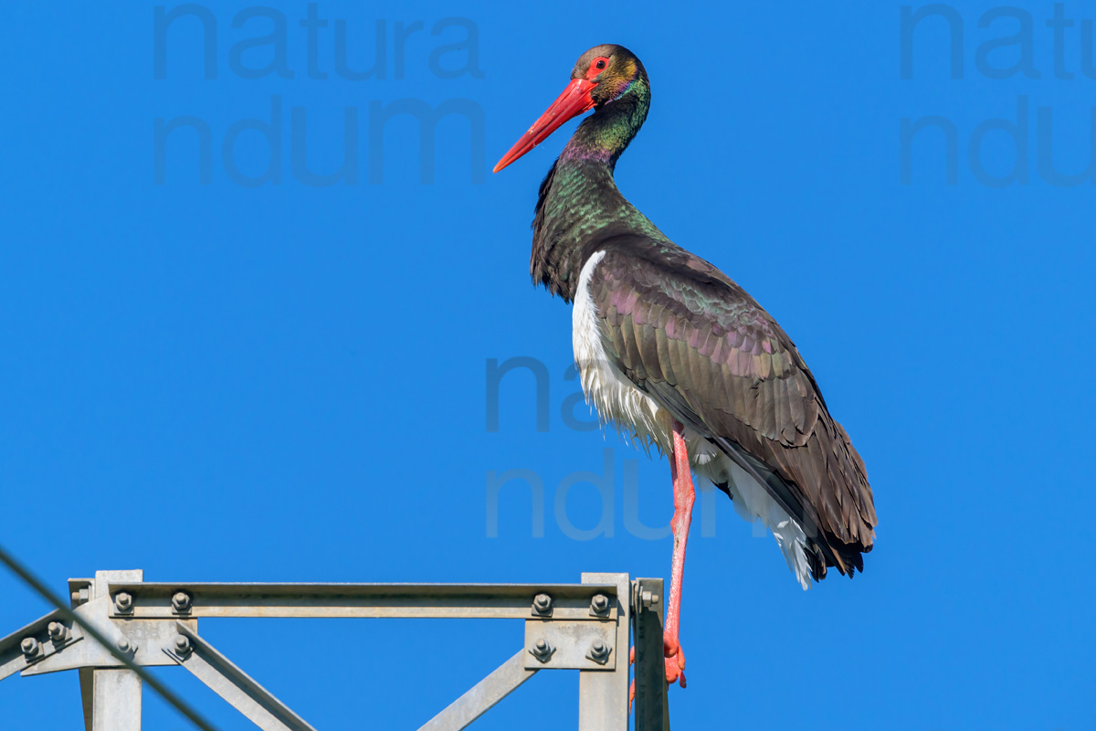 Foto di cicogna nera (Ciconia nigra)