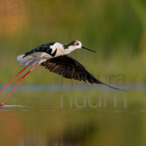 Black-winged Stilt images (Himantopus himantopus)