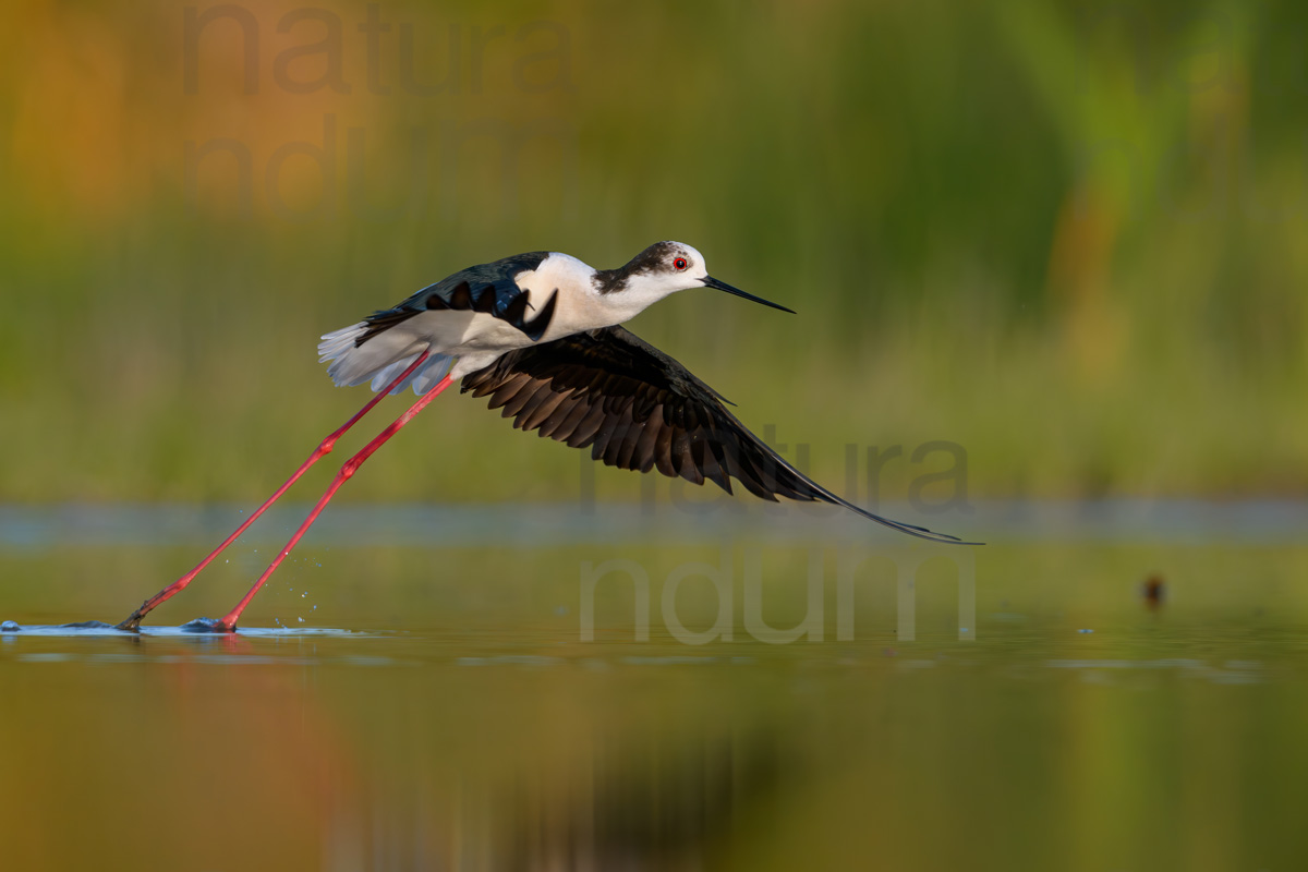 Foto di Cavaliere d'Italia (Himantopus himantopus)