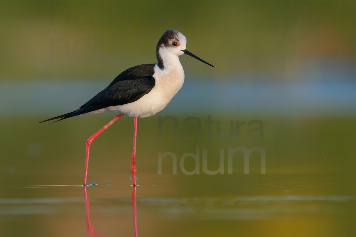 Foto di Cavaliere d'Italia (Himantopus himantopus)