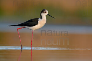 Black-winged Stilt images (Himantopus himantopus)