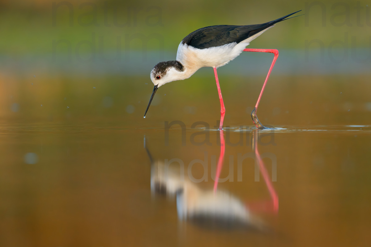 Black-winged Stilt images (Himantopus himantopus)