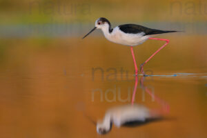 Black-winged Stilt images (Himantopus himantopus)