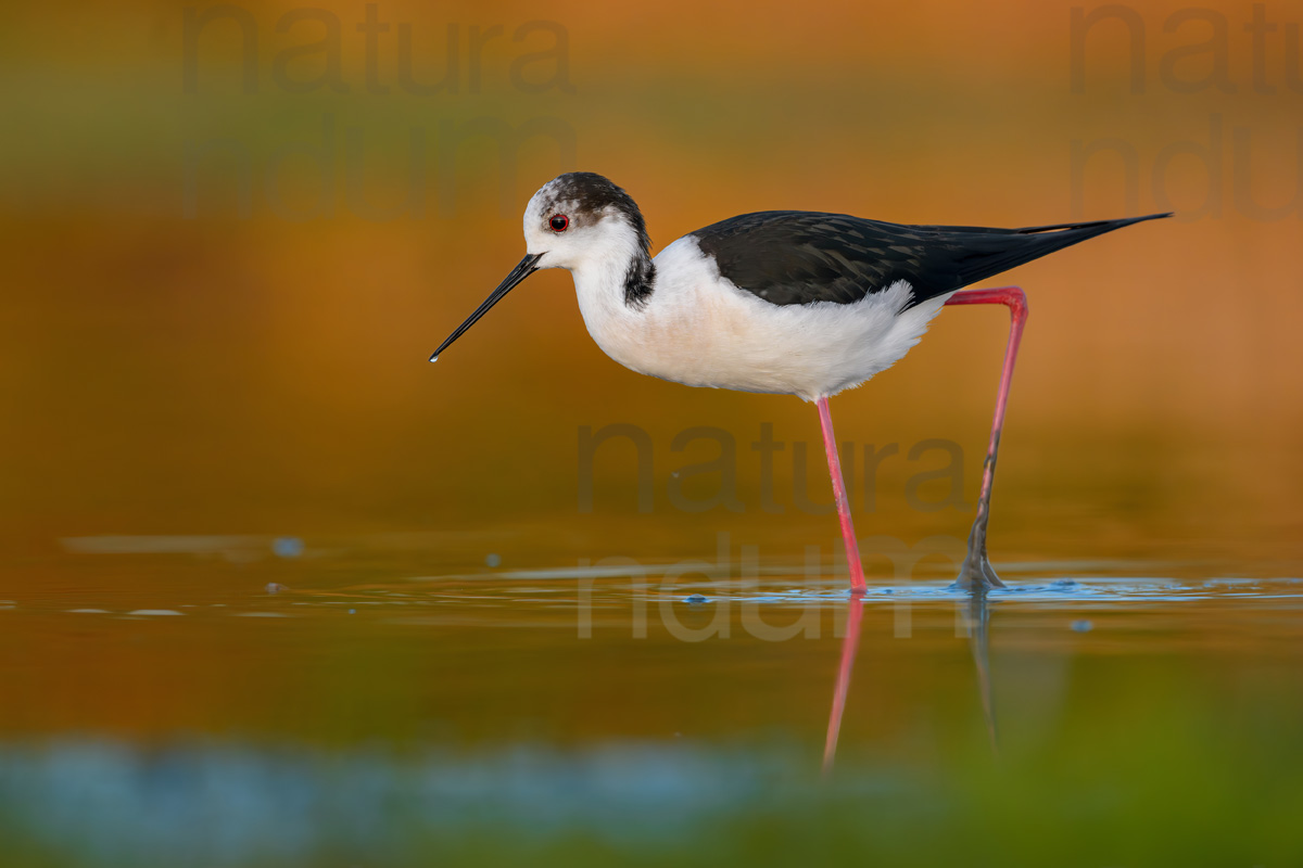 Foto di Cavaliere d'Italia (Himantopus himantopus)