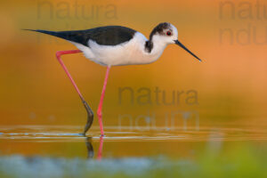 Black-winged Stilt images (Himantopus himantopus)