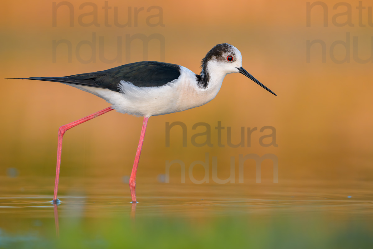 Foto di Cavaliere d'Italia (Himantopus himantopus)