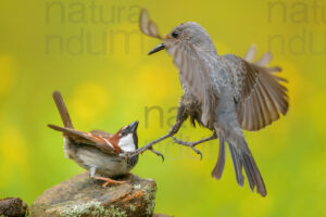 Photos of Blue Rock Thrush (Monticola solitarius)