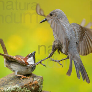 Photos of Blue Rock Thrush (Monticola solitarius)