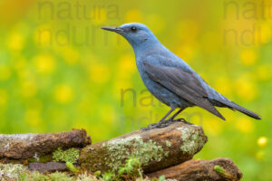 Photos of Blue Rock Thrush (Monticola solitarius)