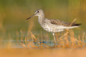 Foto di Pantana (Tringa nebularia)