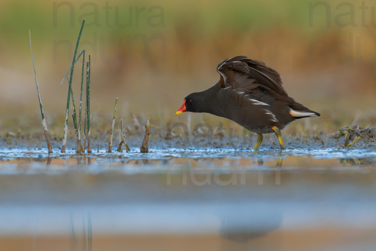 Foto di Gallinella d'acqua (Gallinula chloropus)