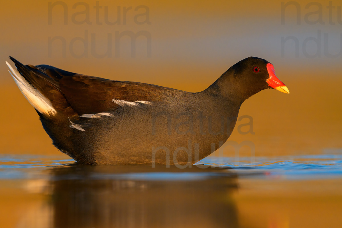 Foto di Gallinella d'acqua (Gallinula chloropus)