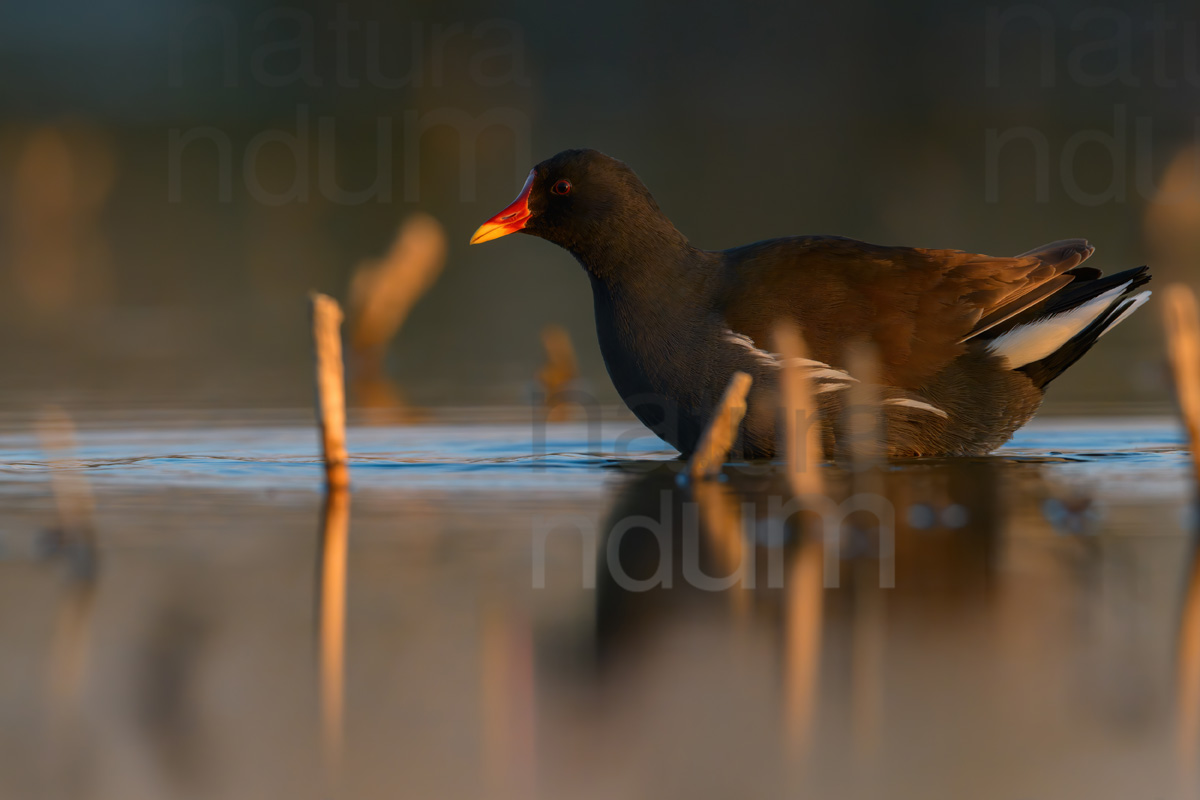 Foto di Gallinella d'acqua (Gallinula chloropus)