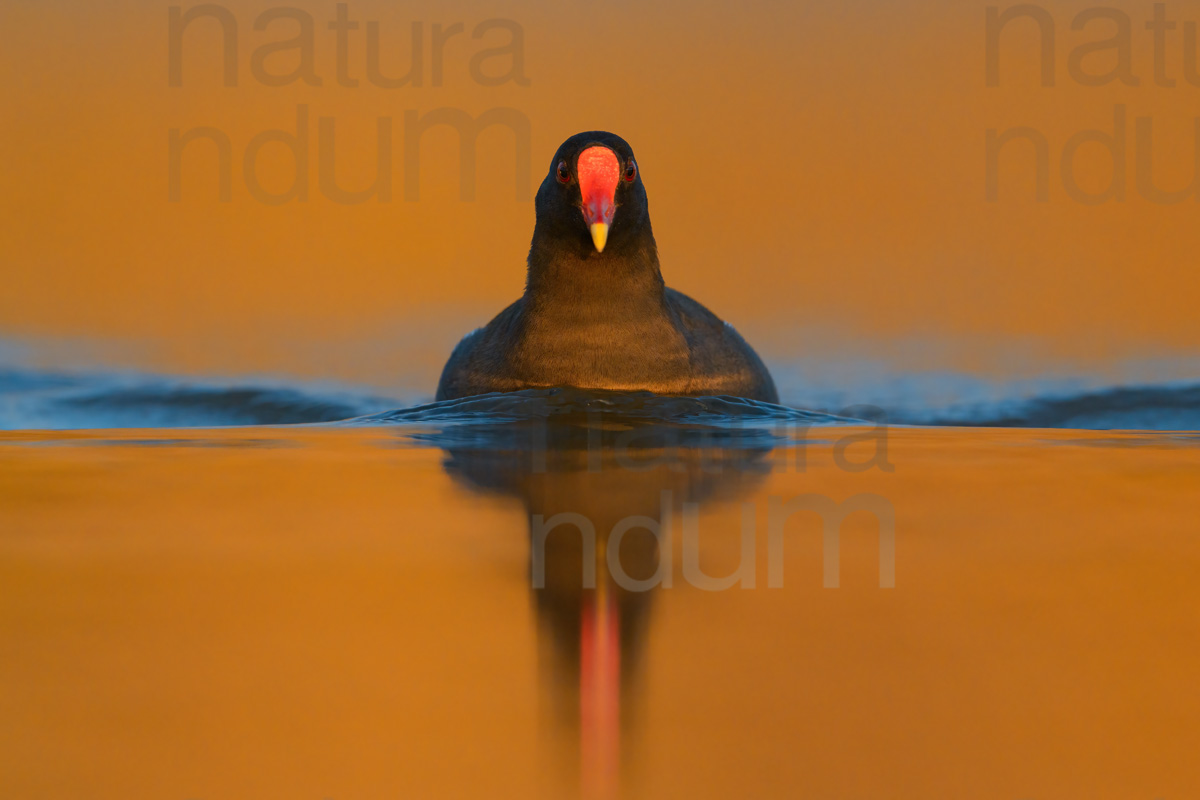 Foto di Gallinella d'acqua (Gallinula chloropus)