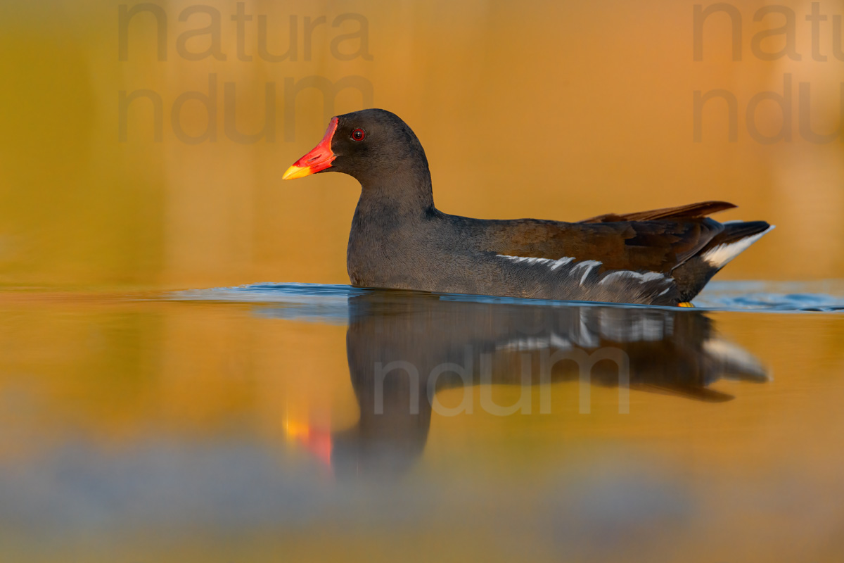 Foto di Gallinella d'acqua (Gallinula chloropus)