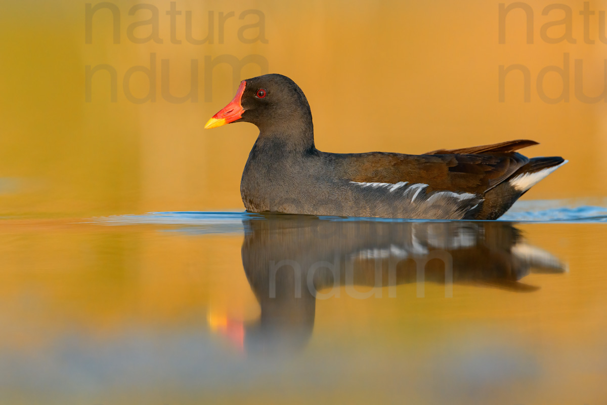 Foto di Gallinella d'acqua (Gallinula chloropus)