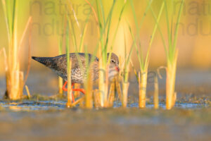Photos of Common Redshank (Tringa totanus)