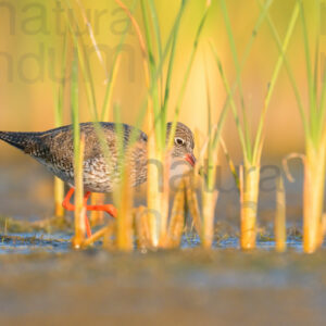 Photos of Common Redshank (Tringa totanus)
