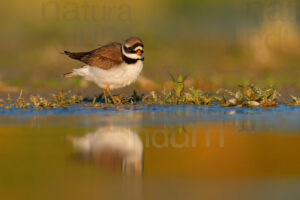 Photos of Common Ringed Plover (Charadrius hiaticula)