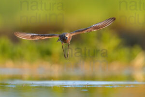 Foto di Piovanello comune (Calidris ferruginea)