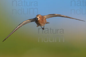 Foto di Piovanello comune (Calidris ferruginea)