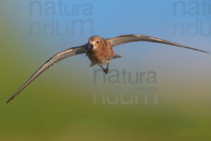 Photos of Curlew Sandpiper (Calidris ferruginea)